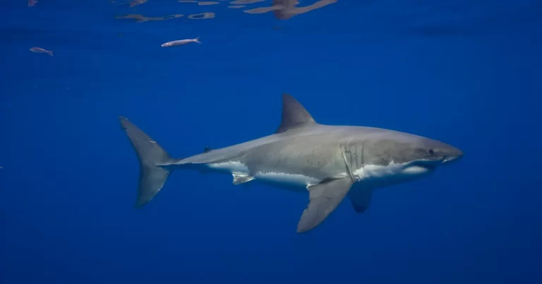 Great White Sharks Have Been in the Mediterranean Sea for Millions of Years—but Sightings Are Incredibly Rare