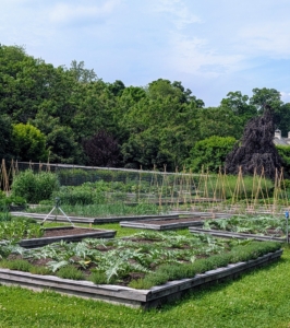 A Look at My Vegetable Garden in June