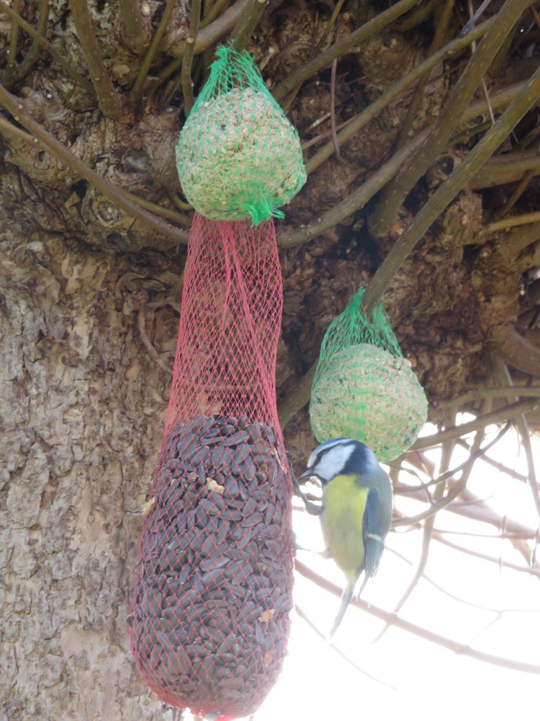 A Blue Tit (Cyanistes caeruleus) on a bird feeder