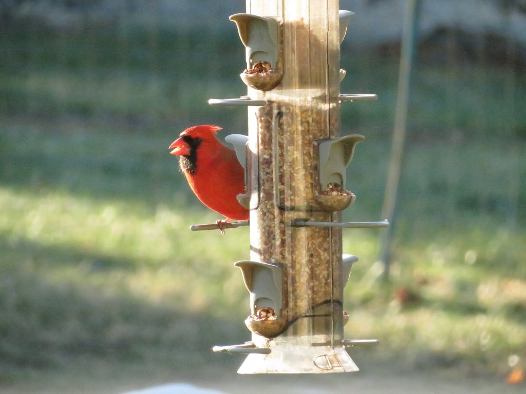 I enjoy taking photos of birds through the window. I found this photo among some of my favorites.