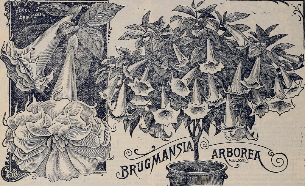 Title: Childs' rare flowers, vegetables, & fruits Identifier: childsrareflower00john_3 (find matches) Year: 1898 (1890s) Authors: John Lewis Childs (Firm); Henry G. Gilbert Nursery and Seed Trade Catalog Collection Subjects: Commercial catalogs Seeds; Nurseries (Horticulture) Catalogs; Seeds Catalogs; Flowers Catalogs; Vegetables Catalogs; Fruit trees Catalogs; John Lewis Childs (Firm); Commercial catalogs; Nurseries (Horticulture); Seeds; Flowers; Vegetables; Fruit trees Publisher: Floral Park, N. Y. : John Lewis Childs Contributing Library: U.S. Department of Agriculture, National Agricultural Library Digitizing Sponsor: U.S. Department of Agriculture, National Agricultural Library View Book Page: Book Viewer About This Book: Catalog Entry View All Images: All Images From Book Click here to view book online to see this illustration in context in a browseable online version of this book. Text Appearing Before Image: 149 JOHN LEWIS CHILDS, FLORAL PARK, QUEENS CO., N» Y. ROT SHRUBBERY. <~-&?Hard- Wooded Shrubbery Plants, the showiest class of all, from their imposing size and greater profusion Of bloom. They have an advantage over other pot plants, also, in that they can be wintered in the cellar with- out injury, if window room is scarce, s.3 it often is. All the care they need is a little pinching now and then to keep them bushy and compact, an occasional top-dressing of rich compost or rotted manure and water given in abundance to soak the entire ball of their roots through. So treated each plant will be a solid bouquet of bloom —many sort? remaining in bloom the whole year. Grand for conservatory or window, hall or drawing room, or for piazza or yard decoration. We are doing our friends a kindness in urging them to grow plenty of Tub Plants, that will last a life-time and improve in beauty each year. Text Appearing After Image: Arborea—Called also Angels' Trumpets and Wedding Bells. One of the grandest hard-wooded plants we know of, and easy to grow. It grows several feet high, and is quite bushy. The foliage is large and tropical, and its t>looms—how shall we describe what words cannot pic- ture? Imagine a little bush three feet high with twenty or thirty pendulous blooms open at once; great creamy- rrhite blooms, eleven, twelve or thirteen inches long and eight inches wide, of a texture resembling thick, fluted eatin. Imagine these creamy trumpets pouring fragrance forth till the air is heavy with fragrance. Imagine all this, then remember the blossoms last for days in perfec- tion, and that new buds are constantly coming on, and you will see why we value it so highly. It can be win- tered unwatered in a cellar o- pit. Grand for Easter or Christmas decorations or for yards. 25c. each; 3 for 60c. Double Flowered—Yery beautiful and fragrant. 50c. Sangulnea—Rare scarlet flowered variety. Extra fine. 50o, Extra large specimens by express (too large to mail) double pi*ice Glui;2se Hibiscus* Where can we find a more striking plant than this, with its glossy leaves and huge flaming flowers of satin-like tex- ture? Summer or winter it i3 always budding and bloom- ing, and if it becomes too large for the window, can be win- tered in the cellar. Pots of Hibiscus are extra fine for pi- azza or balcony display, and for bedding out in summer. Clgantea—A graceful single flowered variety, with wide opened flowers eight and ten inches across, and of the most vivid crimson scarlet. Indescribably rich and striking as a naming torch; sure to pleas© those who like a bright flower and plenty cf it. Cooper!—Crimson flowers and superb foliage marbled in three colors, white, rose and green. Ono of the best of all. Mlnneatus—As gorgeous and fine as the best Pcsony, r.nd fully as large. Bush blooms when but a foot high. Blossoms a burning crimson, very double. Chrysantha—This is said to be a cross between an Abutilon and a Hibiscus; certainly it seems to show characteristics of both. It blooms as perpetually as the Abutilon, but with larger flowers like the Hibiscus, five and six inches in diameter. Flowers flat and saucer-like, of a clear, "bright canary yellow, with black eye or center. Trice% 20c. each; the U for 60c. Extra large specimens by express, hoc. each; Lfor$US0. Note About Images Please note that these images are extracted from scanned page images that may have been digitally enhanced for readability - coloration and appearance of these illustrations may not perfectly resemble the original work.