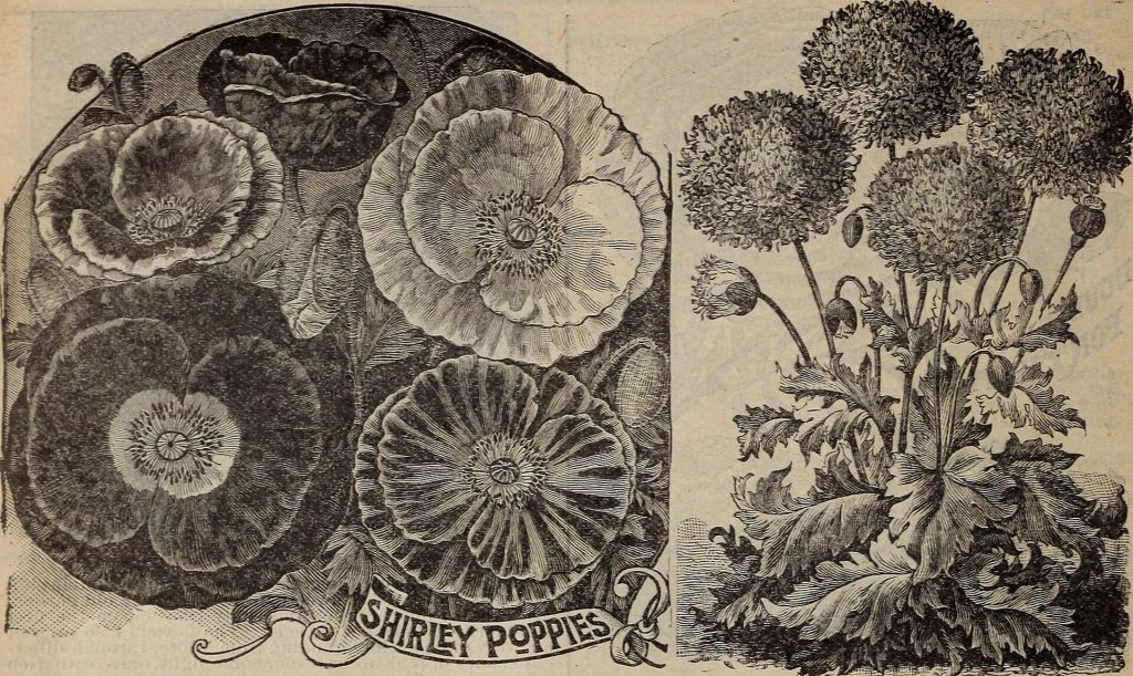 Title: Childs' rare flowers, vegetables & fruits Identifier: childsrareflower00john_18 (find matches) Year: 1915 (1910s) Authors: John Lewis Childs (Firm); Henry G. Gilbert Nursery and Seed Trade Catalog Collection Subjects: Commercial catalogs Seeds; Nurseries (Horticulture) Catalogs; Seeds Catalogs; Flowers Catalogs; Vegetables Catalogs; Fruit trees Catalogs; John Lewis Childs (Firm); Commercial catalogs; Nurseries (Horticulture); Seeds; Flowers; Vegetables; Fruit trees Publisher: Floral Park, N. Y. : John Lewis Childs Contributing Library: U.S. Department of Agriculture, National Agricultural Library Digitizing Sponsor: U.S. Department of Agriculture, National Agricultural Library View Book Page: Book Viewer About This Book: Catalog Entry View All Images: All Images From Book Click here to view book online to see this illustration in context in a browseable online version of this book. Text Appearing Before Image: 42 JOHN LEWIS CHILDS, FLORAL PARK, N- Y Text Appearing After Image: Poppies. Universal garden favorites from the clays of our grand- mothers. There is nothing more grand than the silky blooms of the single Poppies, nodding at the apex of their long wiry sulks like so many tropical butterflies that a pass- ing zephyr might waft from their airy perch. There is noth- ing more gorgeous than the double Poppies, bursting with fulness, glowing with color, and like great Peonies, or Snowballs in size. There are few flowers easier to grow Do not wait for warm weather to sow your seed, but sow very early in the spring, Per pkt. Improved Shirley — No better flower seed novelty has been offered than this new strain of Shirley Poppy. Habit of the plant dwarf and stout: blossoms of enor- mous Bize, and of the most charming colors to be found in any flowers. No display can surpass a bed of these Poppies. A great improvement over ordinary Shirleys.10 Childs' Great Peony-Flowered—Plants attain a height of three feet or more, and bear many flowers of mo=t brilliant colors. ILarge and double like fine Peonies... 5 Peacock—Dazzing fiery scarlet flowers with vivid black centers, and borne on long wiry stems 5 Snowdrift—As pure as the driven snow, large, double and full, yet soft and loose like a great ball of snow 10 Rosebud—Dainty flowers like silken rosettes, cupped like Roses. The coloring is wonderful. Intense scarlet, crimson, pink, white, blush, mottled, fringed etc 5 One )>ack4t each of the 5 for S5c. NEW:iCEI/AND POPPIES. Here is a new strain of Iceland or Nudicaule Poppies hardy perennia s that flower well the first season and for years afterwards. They are most beautiful and graceful, the bright, large blossoms being borne on tall, wire-like stems well above a beautiful crown of fern-like foliage. The colors are exeeedingly bright and novel; lemon yellow, orange, salmon, white, scarlet, etc. They bloom all the sea- son through. Single Mixed—Fine large sizes k Double " — Very effective ; 7.7.7.77.7.10 NEW PERENNIA.I, POPPY. If there is a more gorgeous flower anywhere than the Perennial Poppy we fail to know it. The most indifferent observer stands spellbound in the presence of itsmagnifl- ld foil- bloom the PAEONY-FXOWEBED POPPY. Platycodon Mariesi Tom Thumb. A perfect gem of a hardy perennial plant, which blooms first year from seed. The plant makes a pretty little tuft of foliage close to the ground, and from its crown sends up slender stems to the height of 5 to 10 inches, bearing test large, wide open saucer-shaped blossoms which are per- fectly exquisite. Most of the plants produce flowers of a deep, rich blue color, but some will be pure white, tinted biue- Seed may be sown in pots early or in the open ground. In either cosp nlants will bloom quickly 10 Note About Images Please note that these images are extracted from scanned page images that may have been digitally enhanced for readability - coloration and appearance of these illustrations may not perfectly resemble the original work.