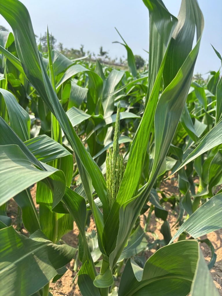 Image shows the maize crop grown by the agriculture students of 2022-26 batch under ELP in the agronomy field of OUAT, Bhubaneswar