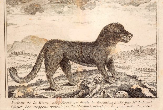 18th century print depicting the Beast of Gévaudan.