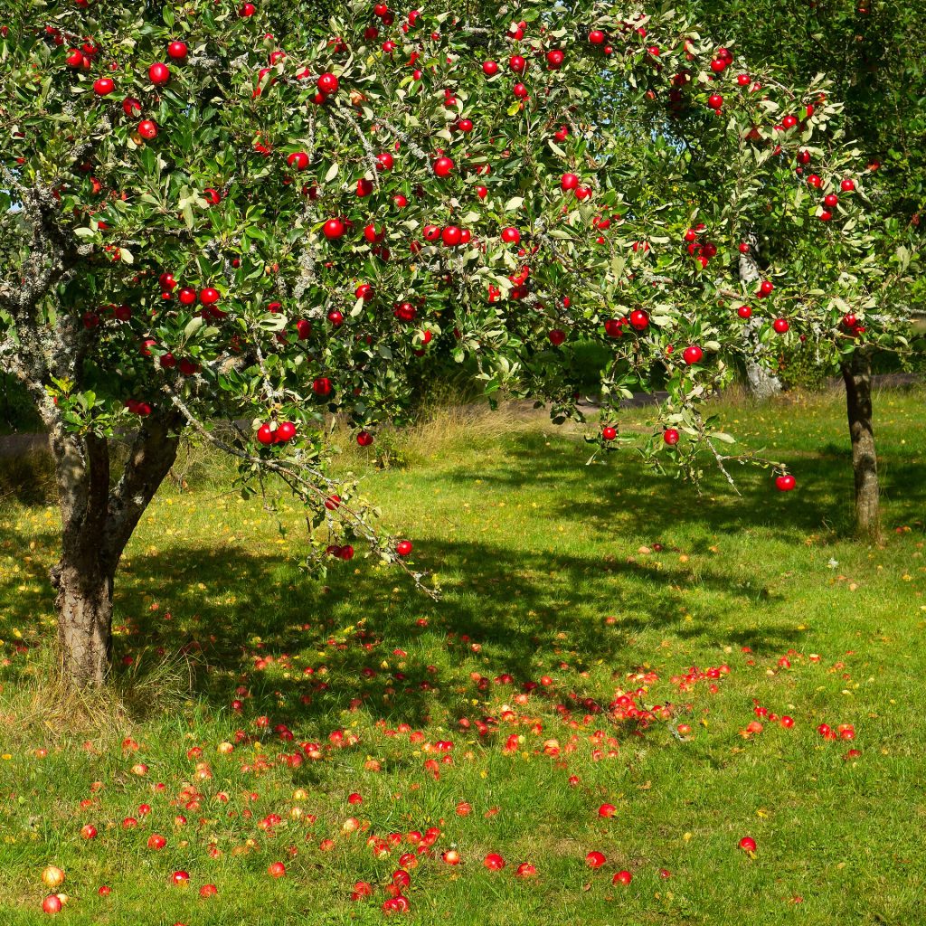 Tree with red apples 'Särsö' in Barkedal, Lysekil Municipality, Sweden. The apples ripened early and were unusually red on the side facing south and the camera, caused by the uncharacteristically many hours of sunlight during the hot summer of 2018.