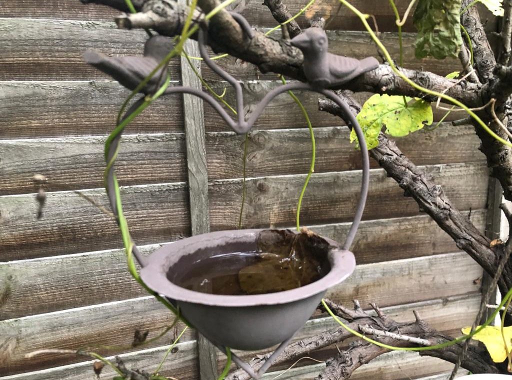 This is a small bird feeder hanging off a branch.