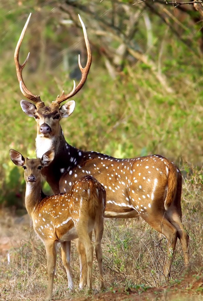 Chital or cheetal (Axis axis)