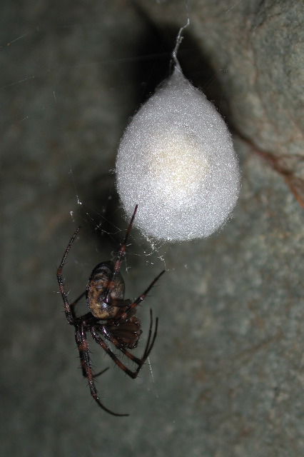 Meta sp. with egg sac, from Appalachia.