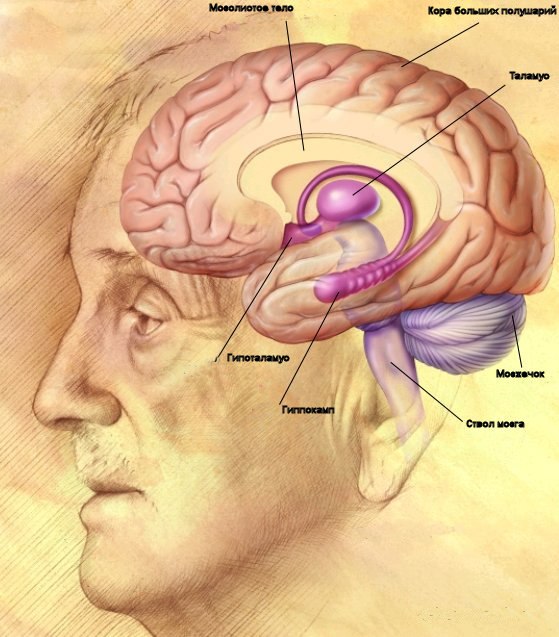 NIA image with russian names given to anatomical structures