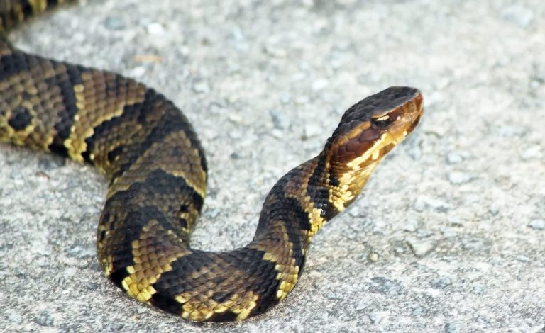 Texas business owner moved to ICU after copperhead bite felt like ’10 red wasp [stings] at once’